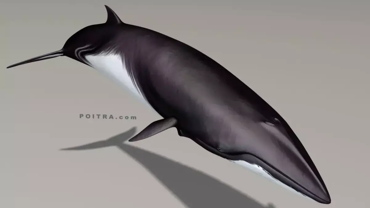 Minke Whale - Balaenoptera Acutoro - Adult Male - Pose 2 - 3D model