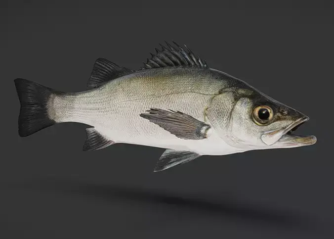 Realistic Blackfin Seabass Animated 3D model