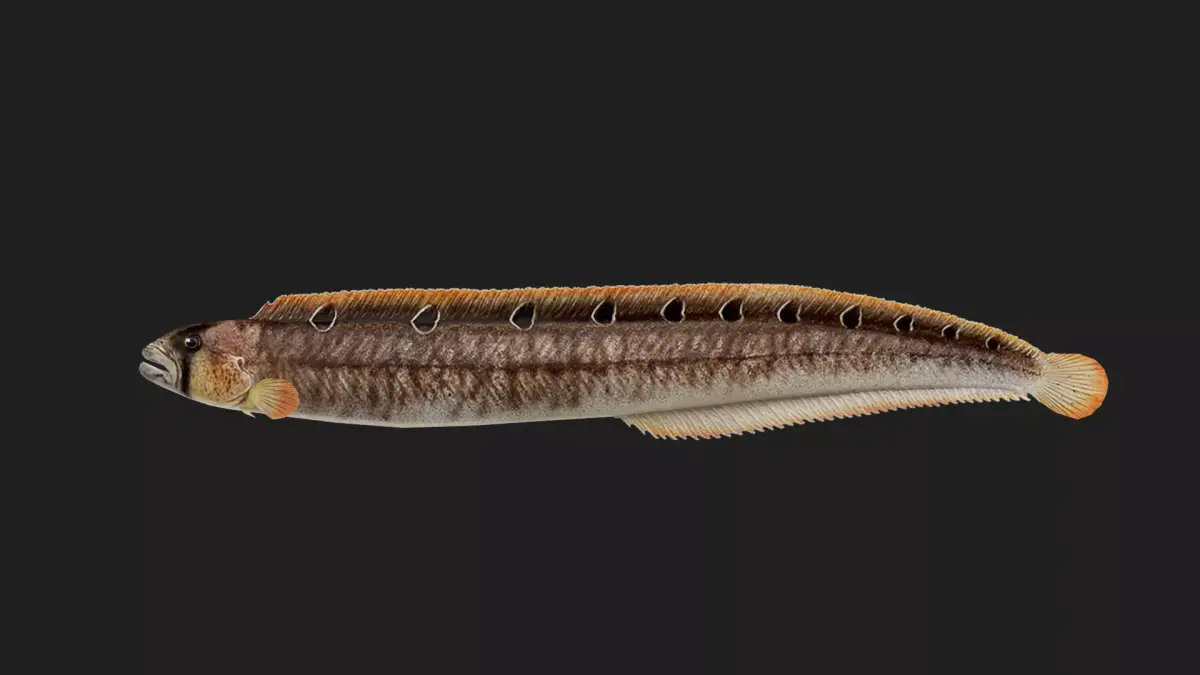 Gunnel Low-poly 3D model