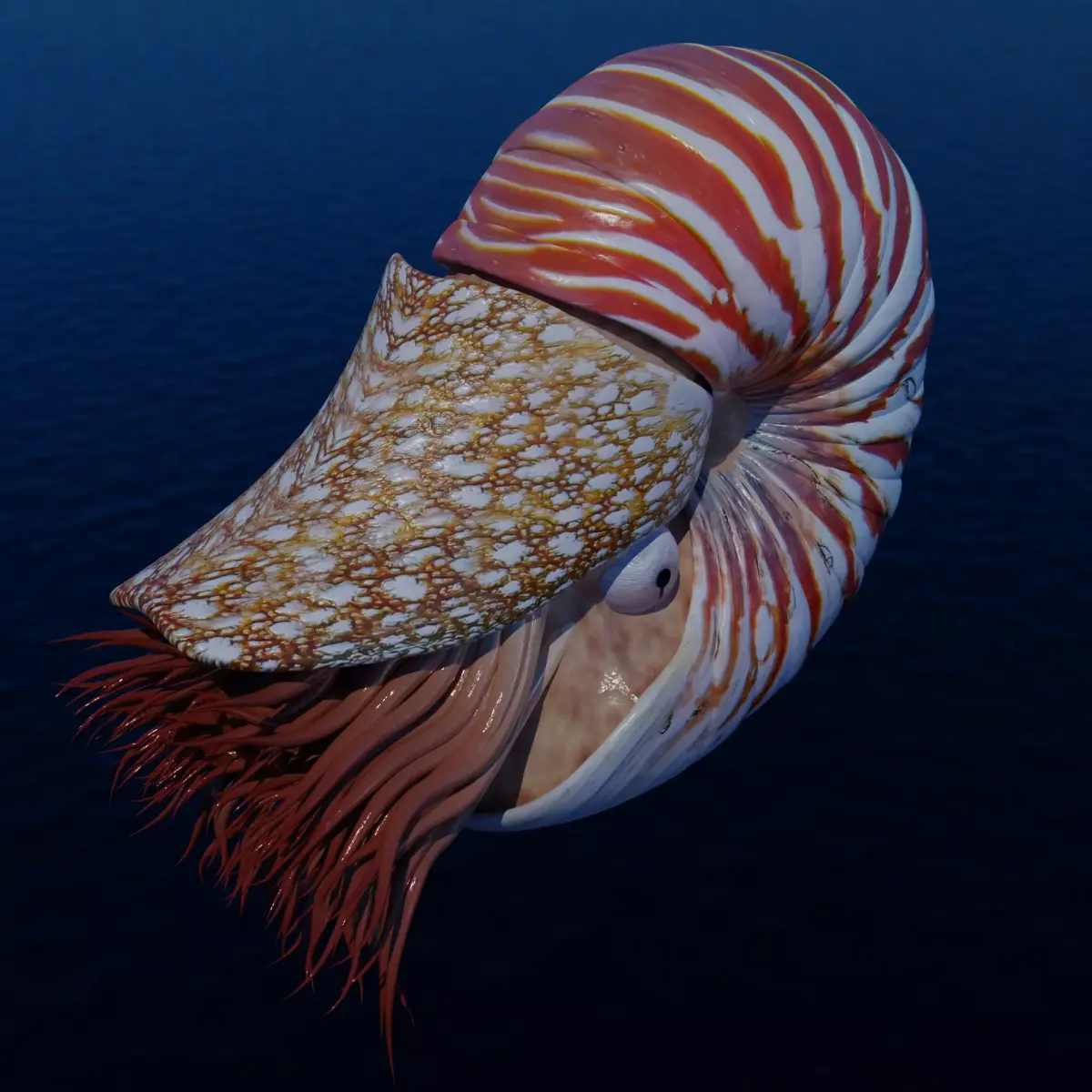 Nautilus Free 3D print model