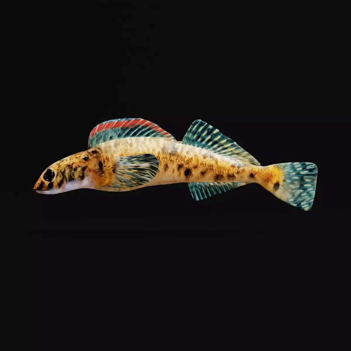 Roanoke logperch Fish Low-poly 3D model