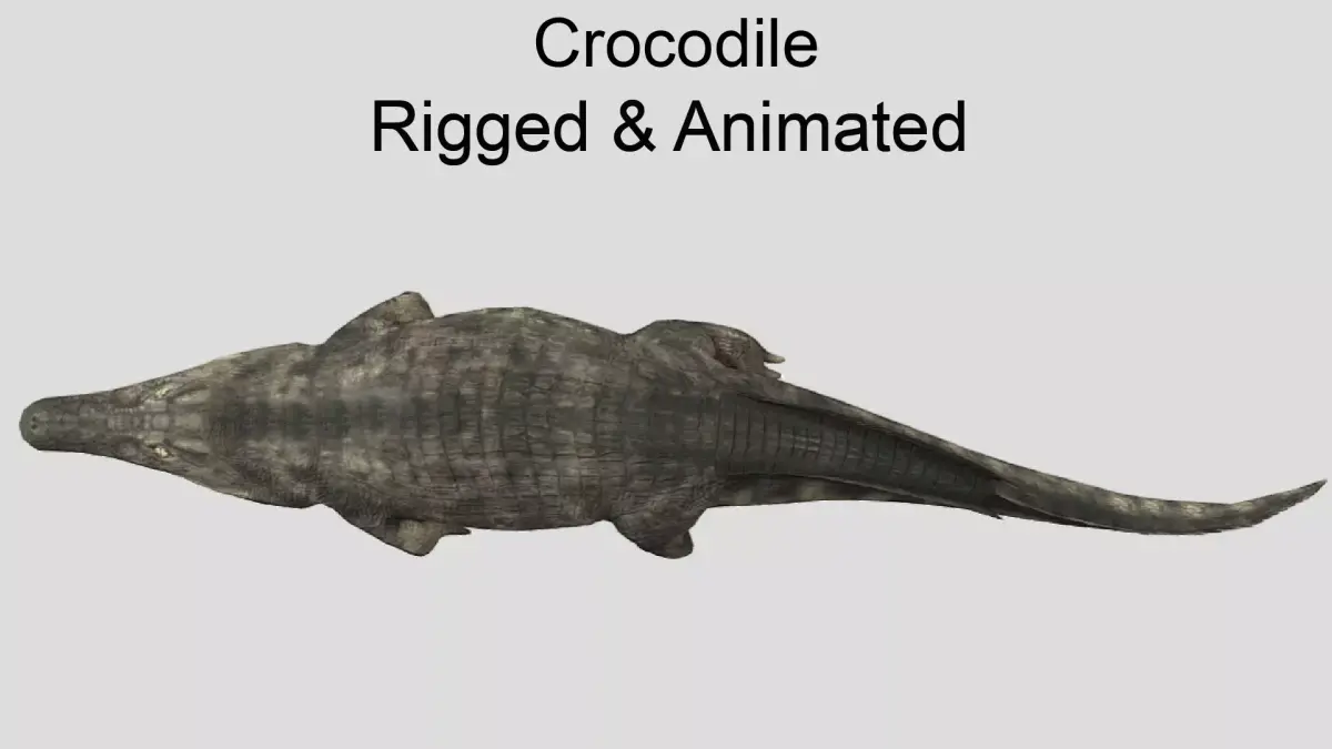 Crocodile Realistic Animated Low-poly 3D model