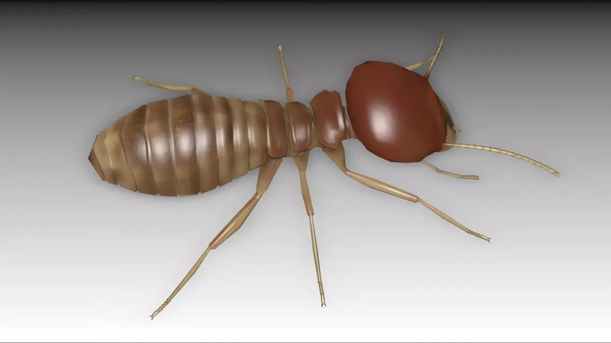 Termite Worker Low-poly 3D model