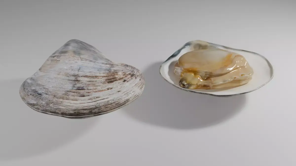 Clam Model 3D model