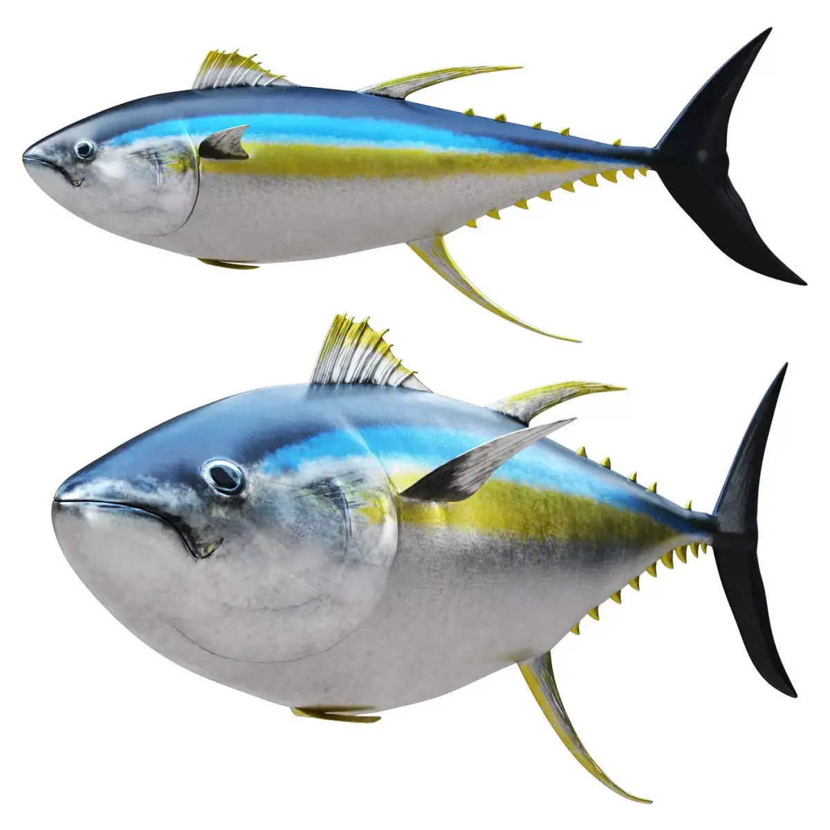 Tuna fish 3D model buy