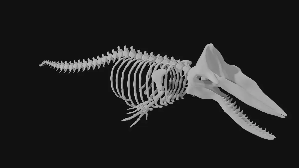 Sperm whale skeleton 3D model