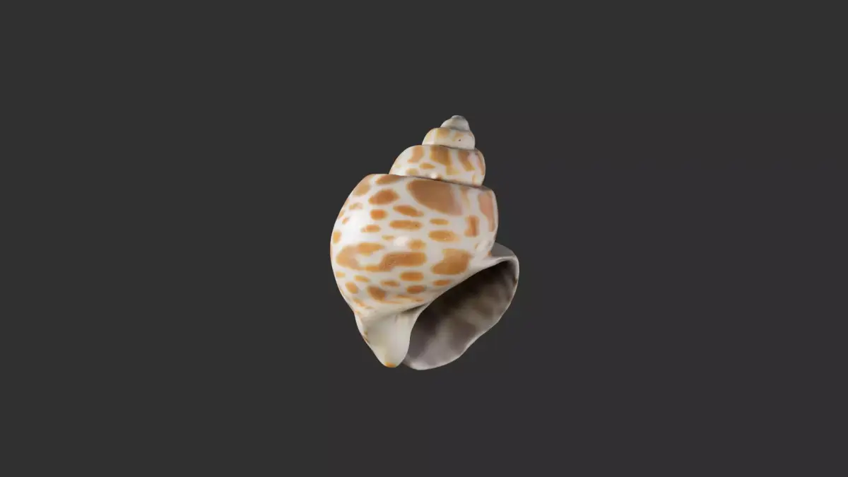 Sea Shell 2 3D model