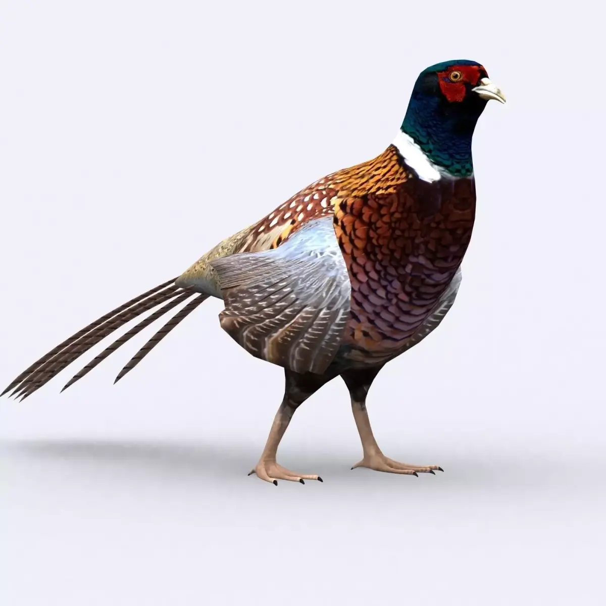 3DRT - Pheasant Low-poly 3D model