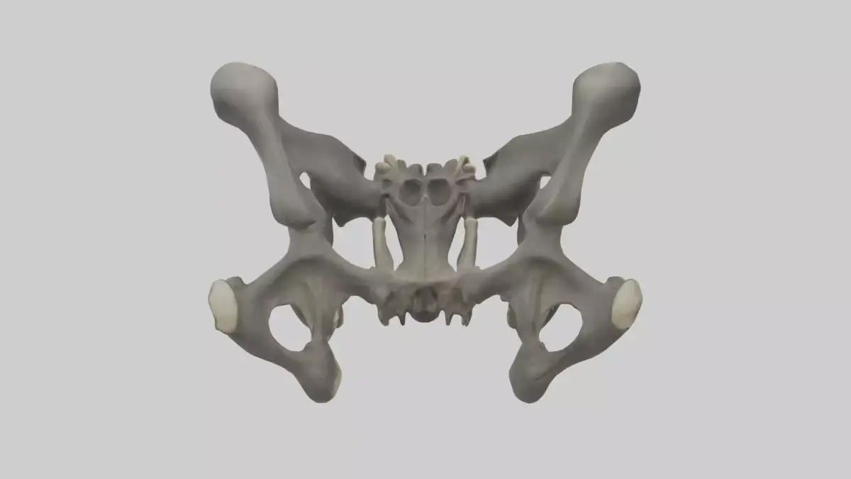 Gorilla Pelvis Low-poly 3D model