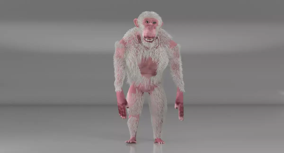 Albino Chimpanzee 3D model