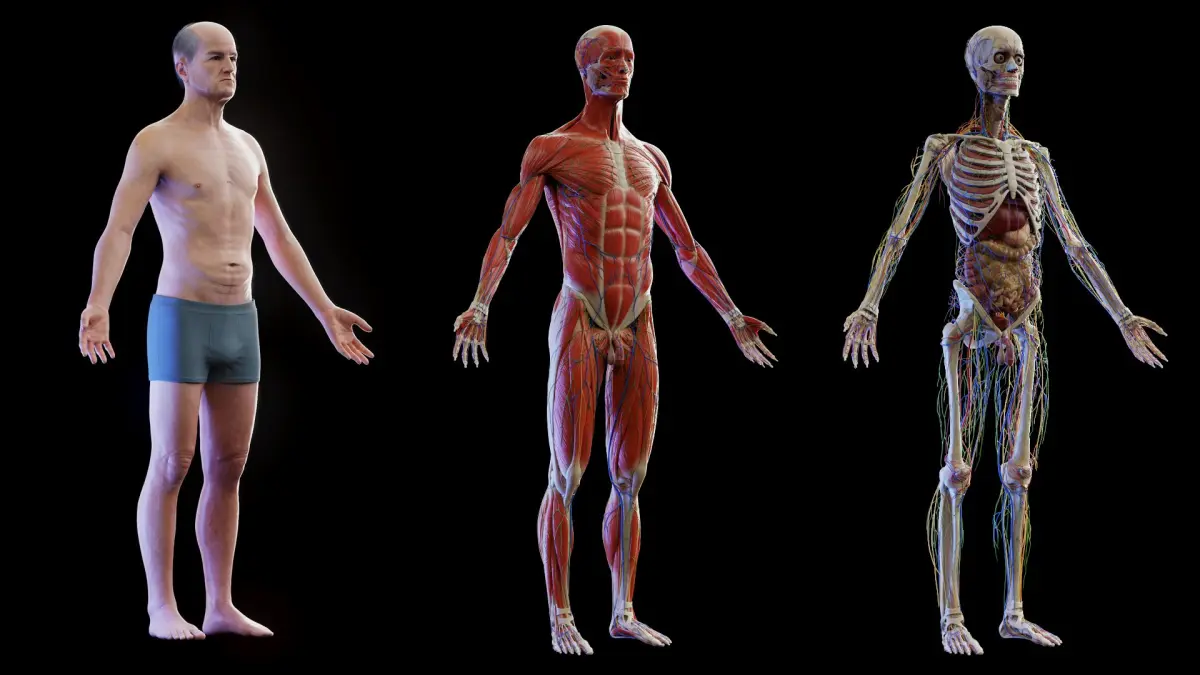 Human Complete Anatomy Elder Male 3D model