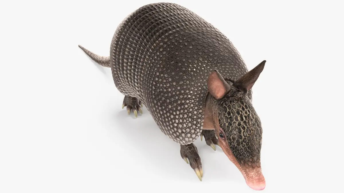 Armadillo in Walking Pose Black 3D model