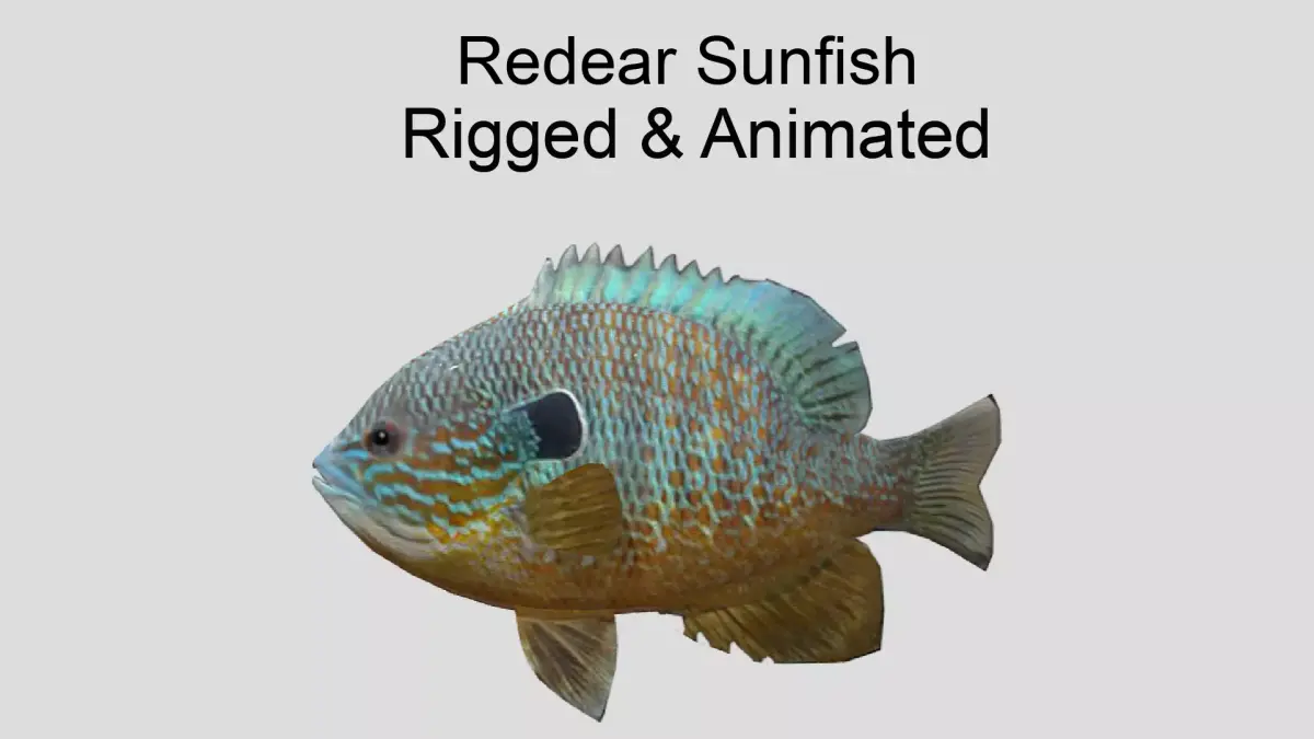 Redear Sunfish Realistic Animated Low-poly 3D model