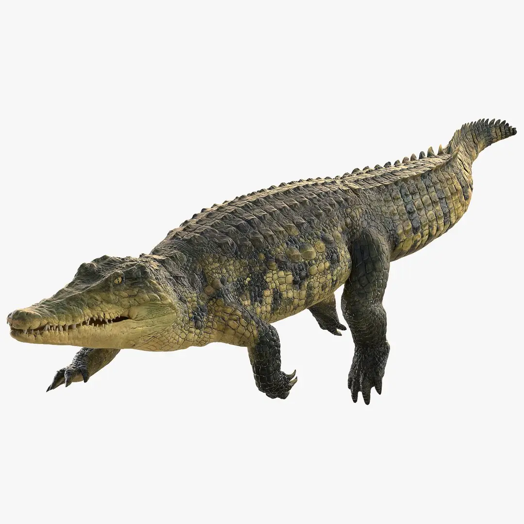 Animated Crocodile Swiming Rigged for Maya 3D model