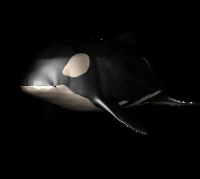 dolphin Orca Rigged 3D model