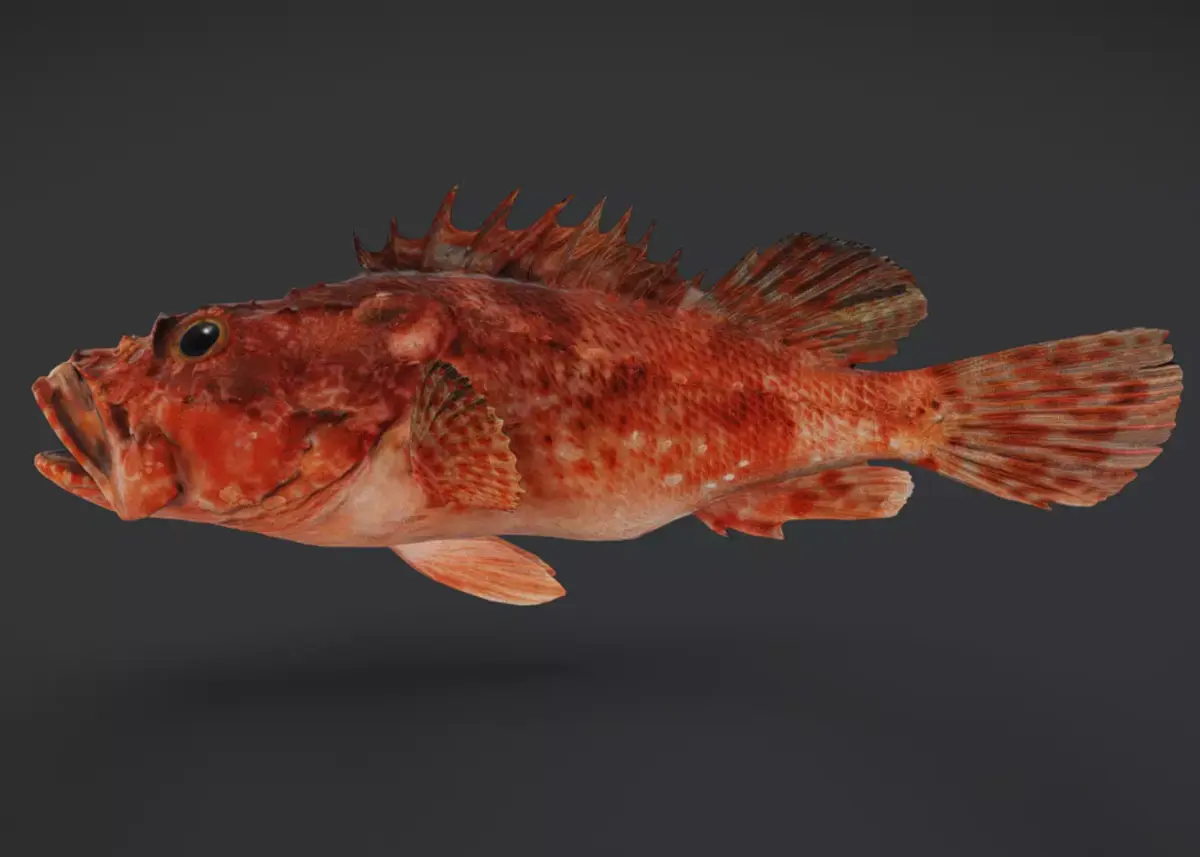 Izu Scorpionfish Animated 3D model