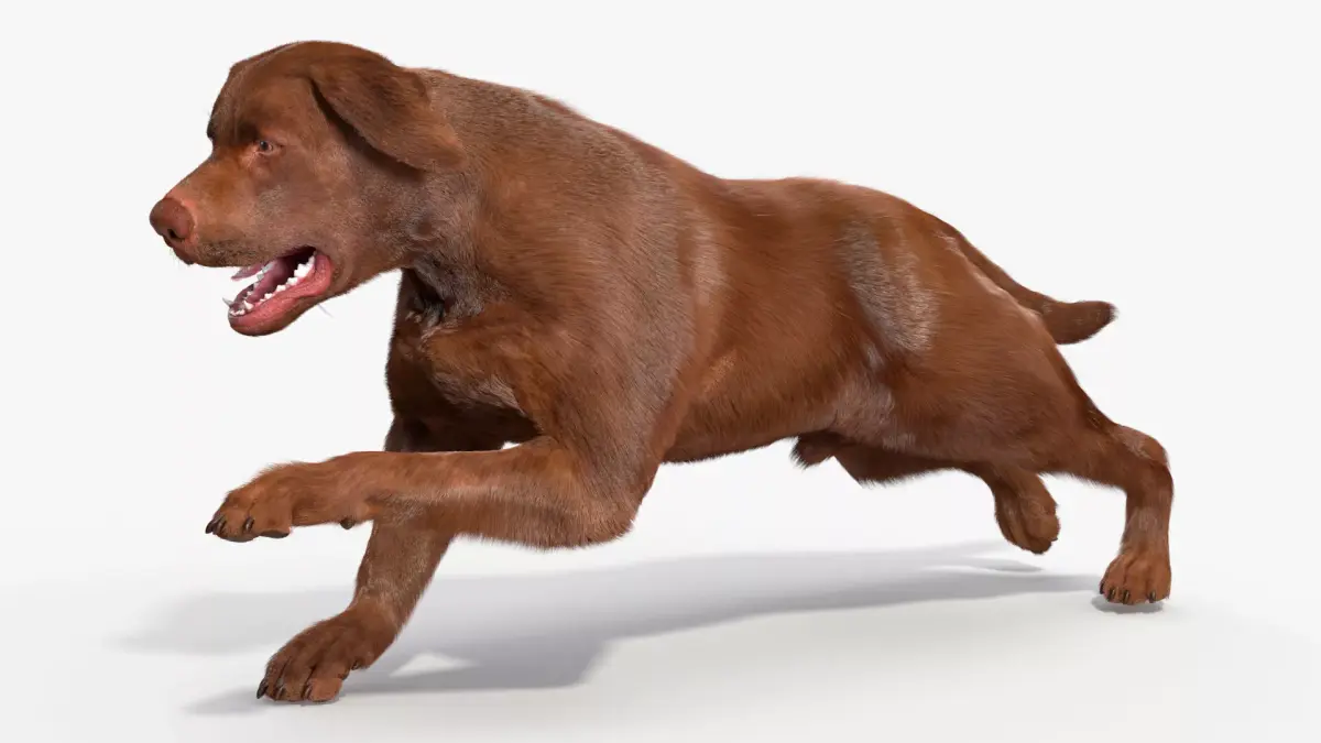 Running Brown Retriever Dog Fur Animated Rigged for Cinema 4D 3D model purchase