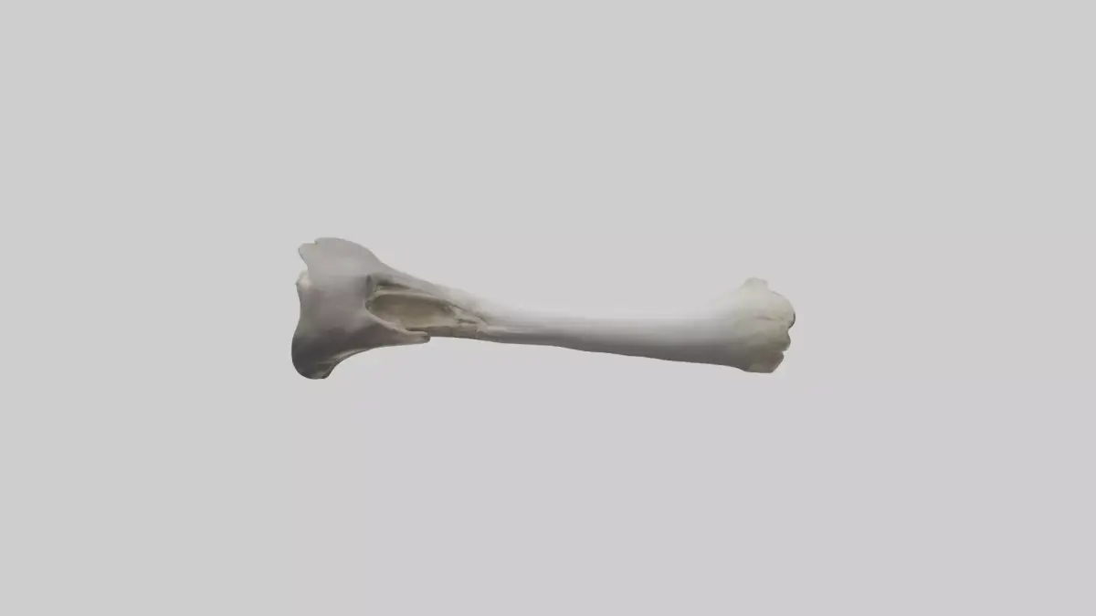 Hippo Femur Low-poly 3D model