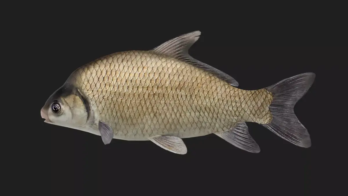 Carp fish Low-poly 3D model 16