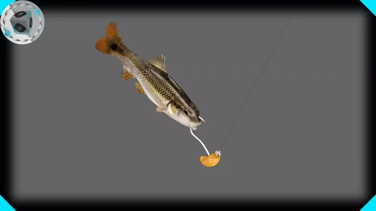 RedTail Chub 3D model