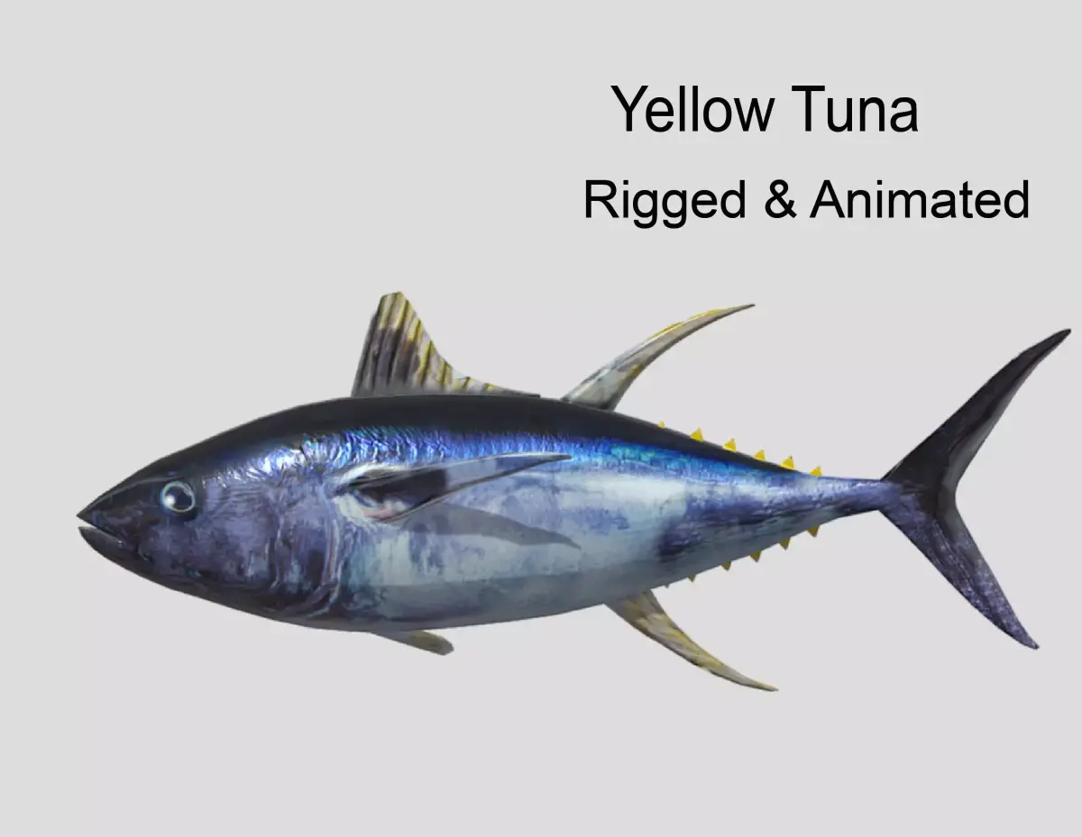 Yellowfin Tuna Low-poly 3D model