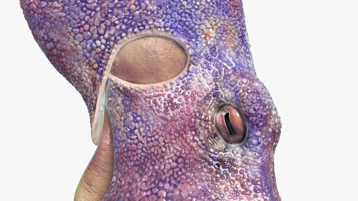 Octopus  purchase 3D model