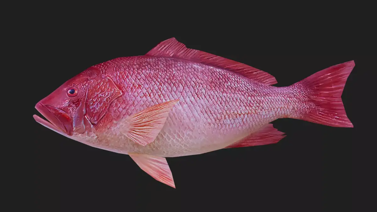 Snapper Low-poly 3D model purchase