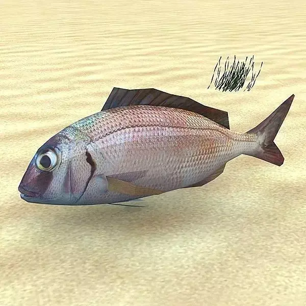 Pagar - Pagrus Pagrus Low-poly 3D model