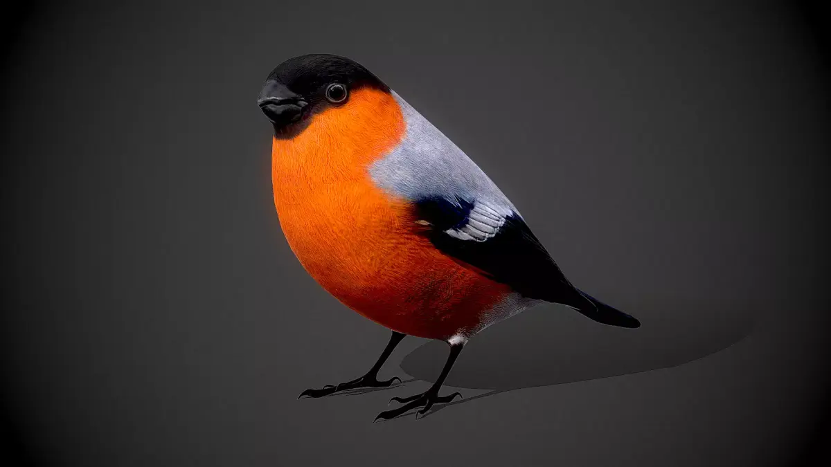 Bird Bullfinch 3D model 3D model
