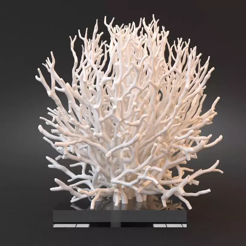 White Coral Specimen on Lucite Stand 3D model