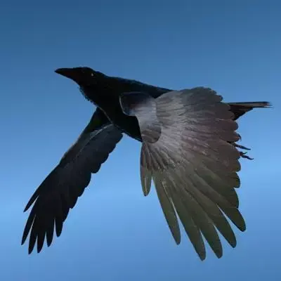 CROW - Fully Rigged For Lightwave 3D model