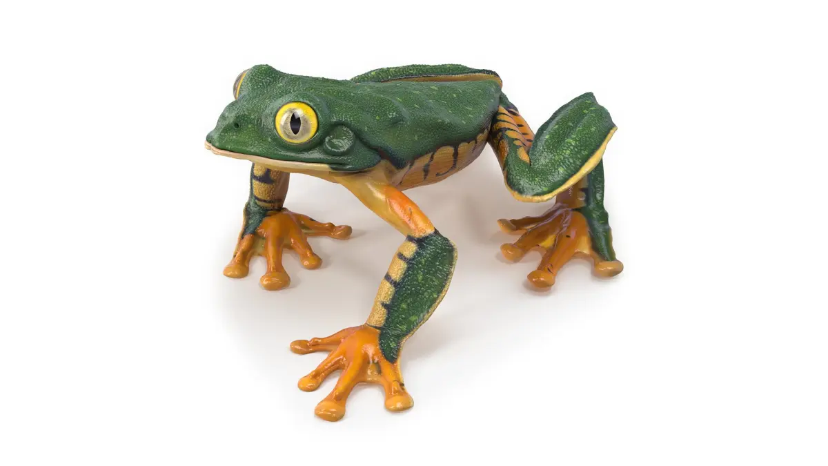 Splendid Leaf Frog Animated 3D model