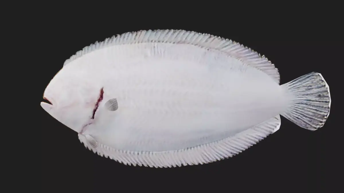 Flatfish Low-poly 3D model order