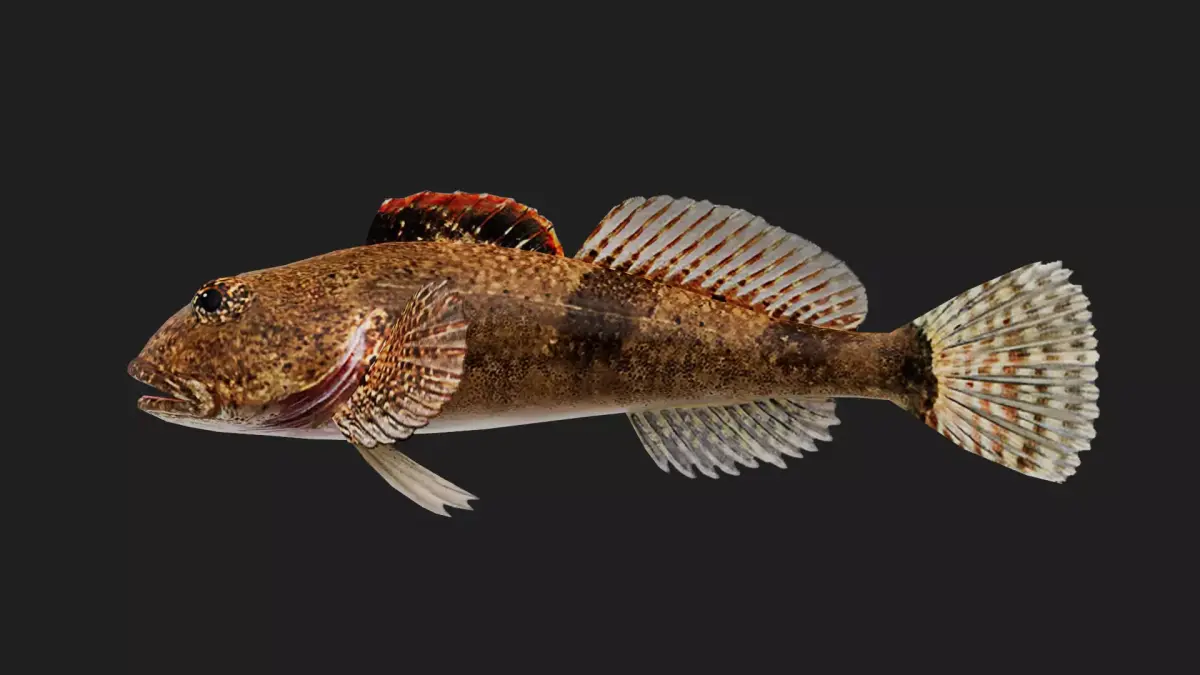 Sculpin Low-poly 3D model buy