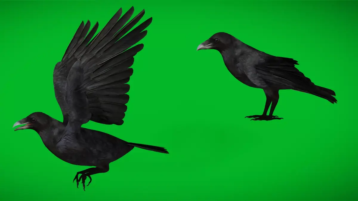 European Common Raven Bird Low-poly 3D model