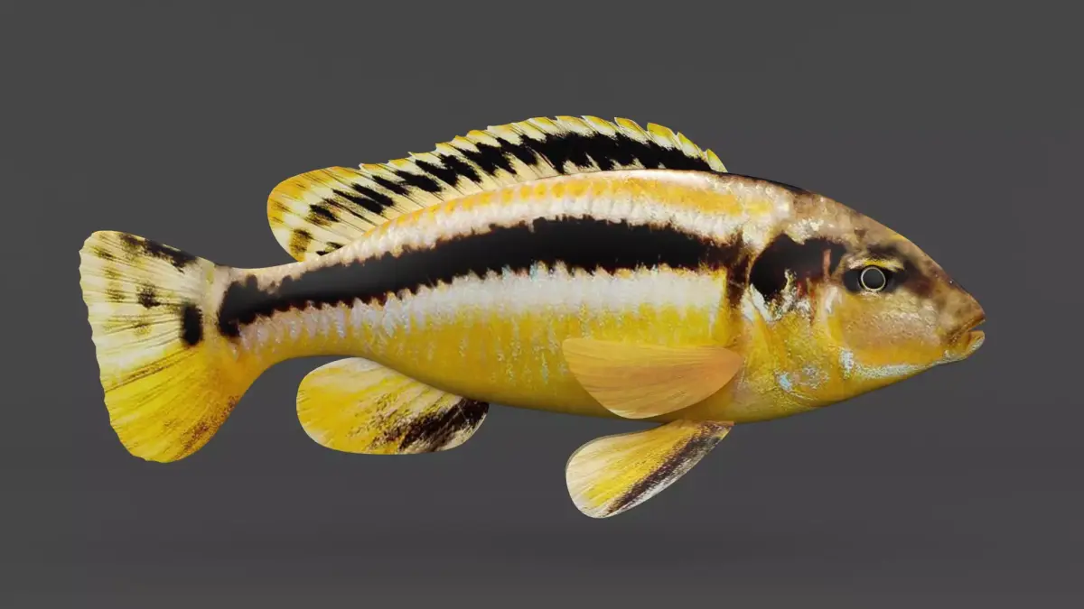 Auratus Fish 3D model purchase