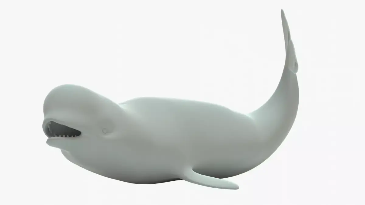Beluga Whale Rigged Basemesh Low-poly 3D model
