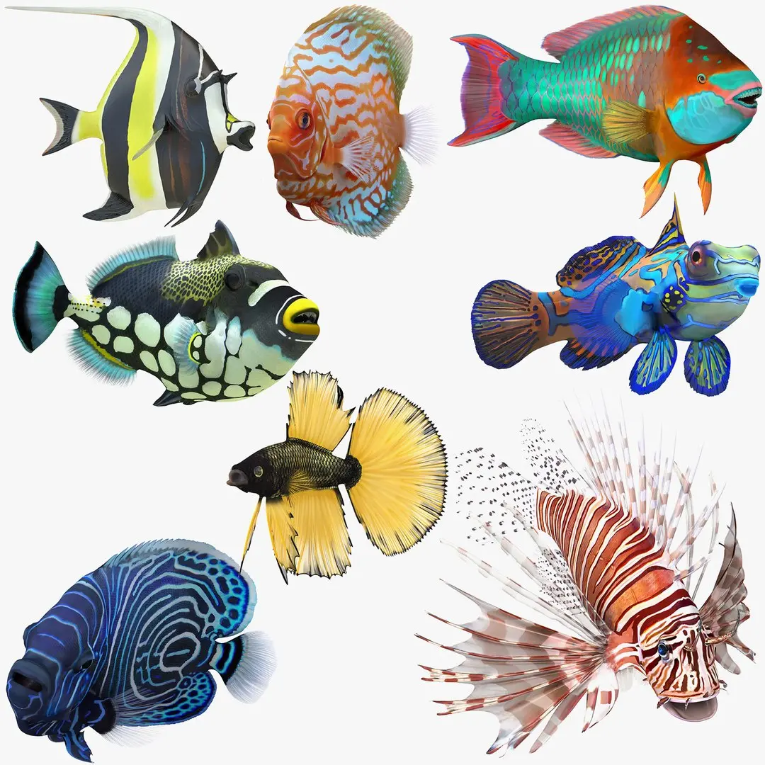 Coral Fishes Rigged Collection 2 for Cinema 4D 3D model