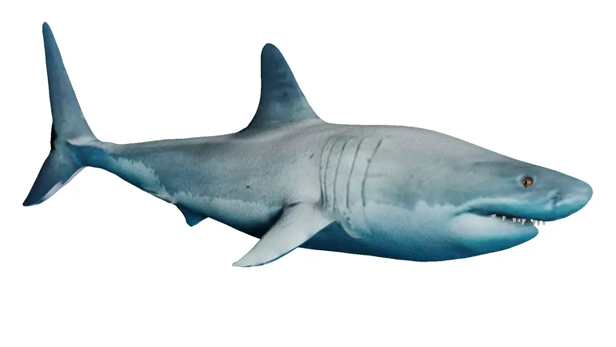 Megalodon great shark Low-poly 3D model purchase
