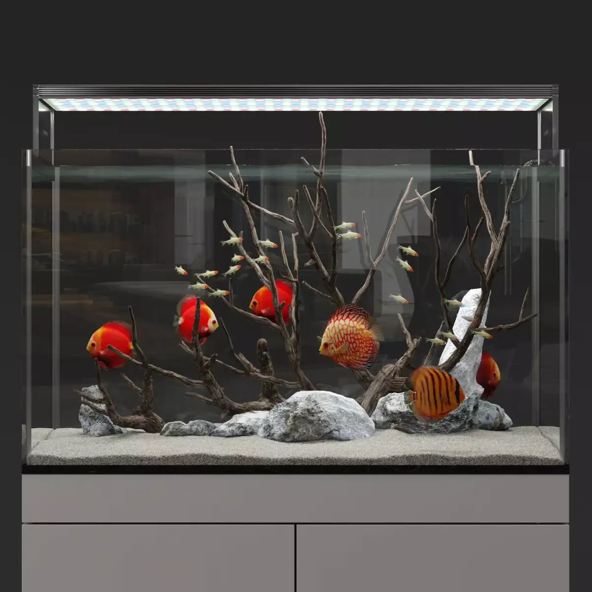 Aquarium discus fish 3D model