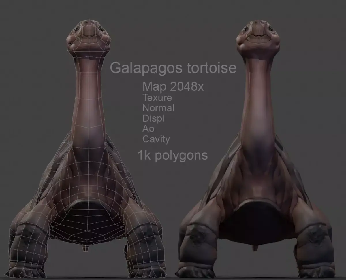 Galapagos Tortoise Low-poly model 3D model