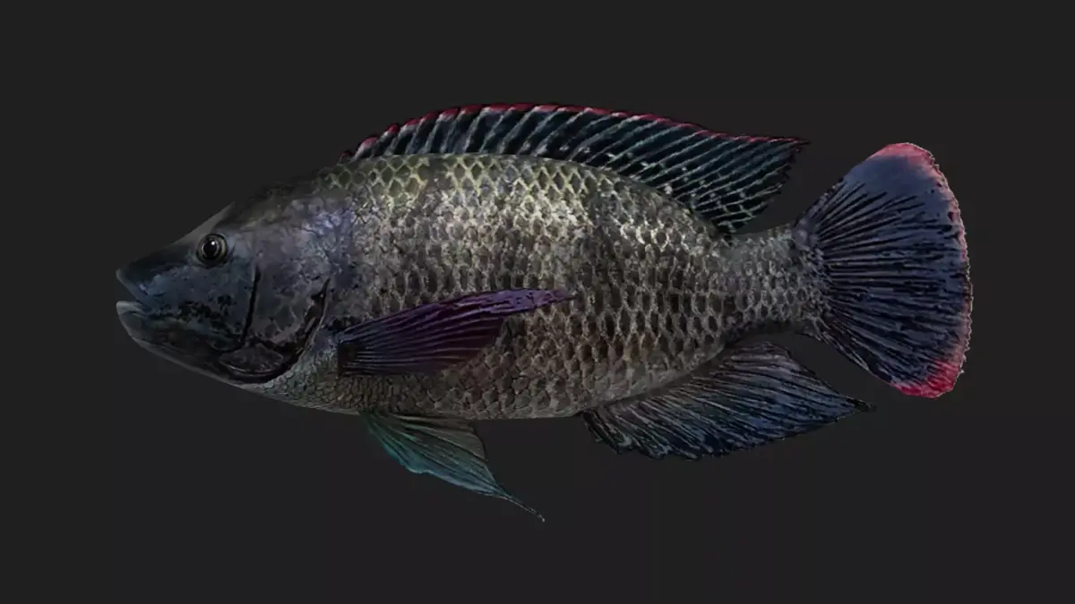 Cichlid Low-poly 3D model purchase