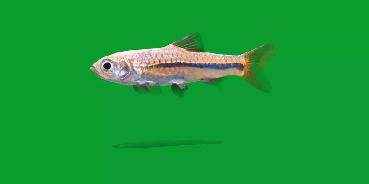 Blue Line Rasbora Fish Low-poly 3D model