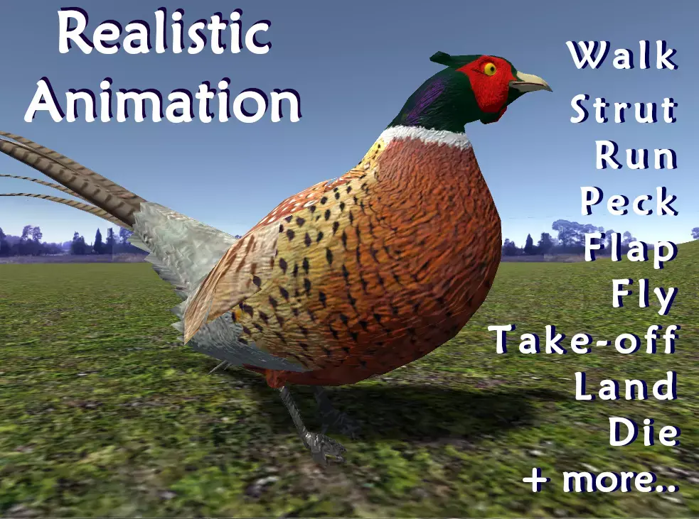 Pheasant 3D model buy