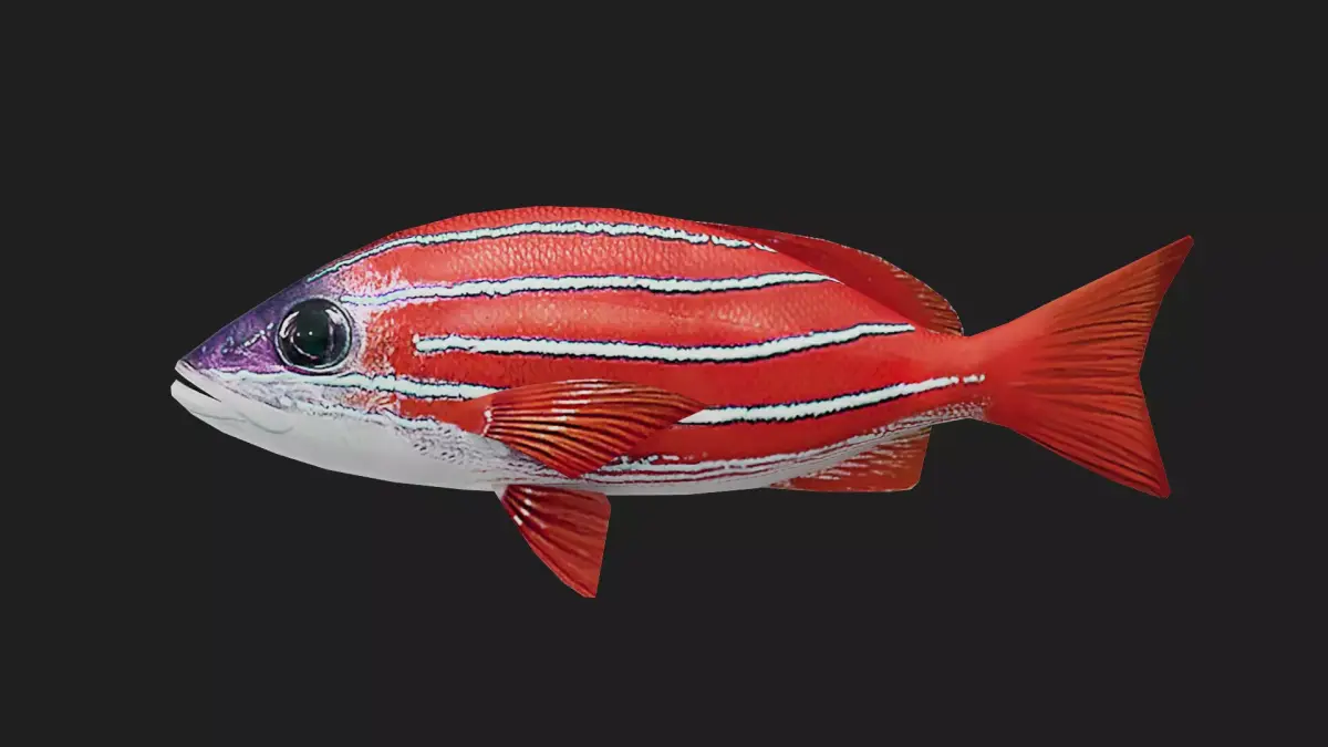 Snapper Low-poly 3D model 10
