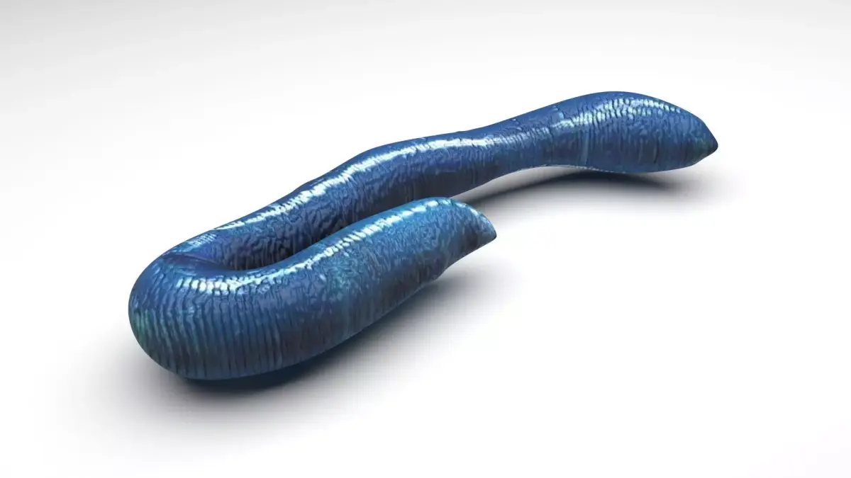 Blue Earthworm 3D model
