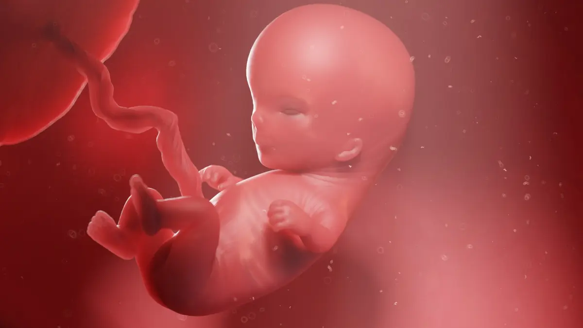 Fetus Week 11 Animated 3D model