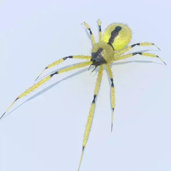 Spider Yellow sac 3D model