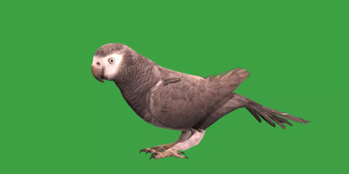 African Grey Parrot Low-poly 3D model