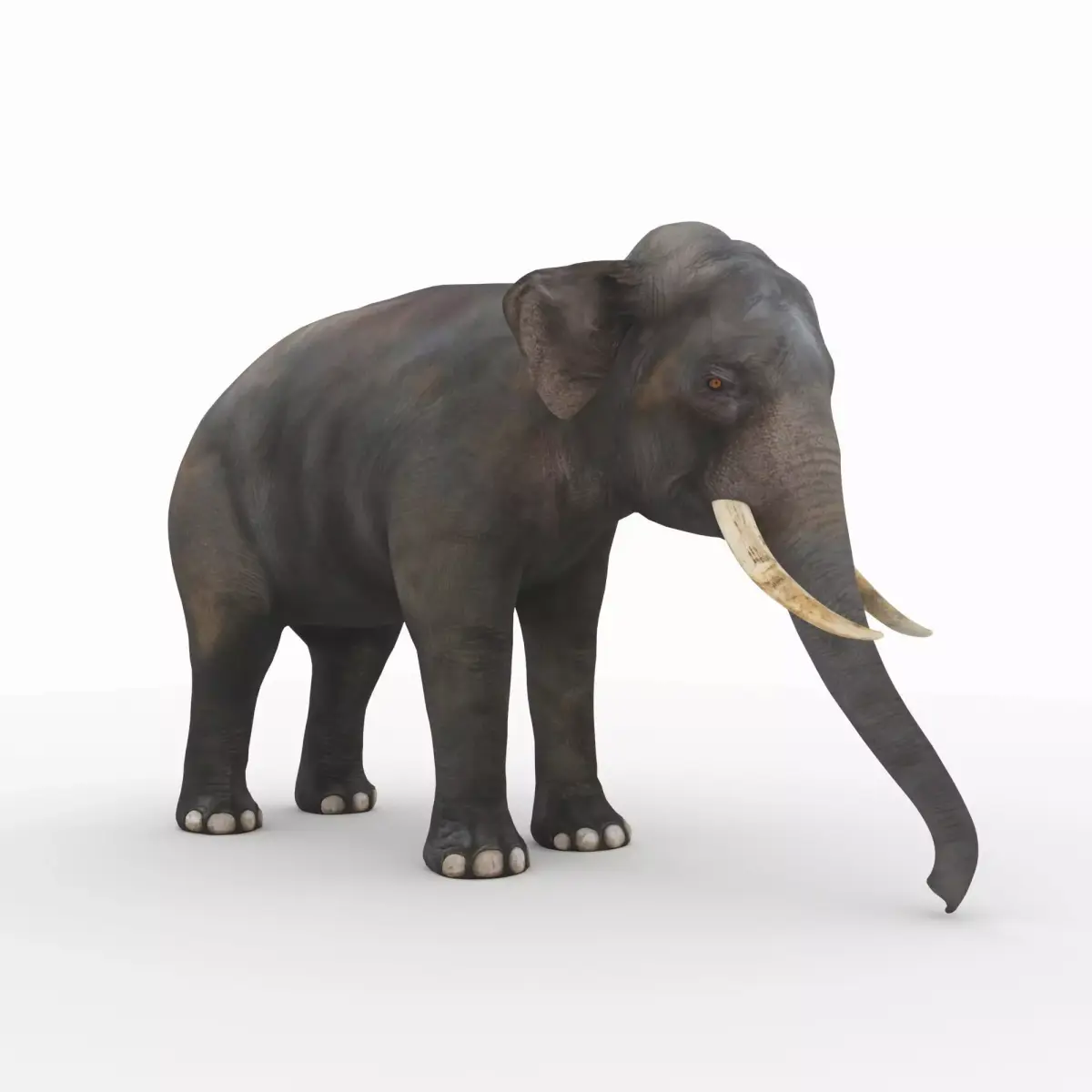 Elephant with tusks 3D model